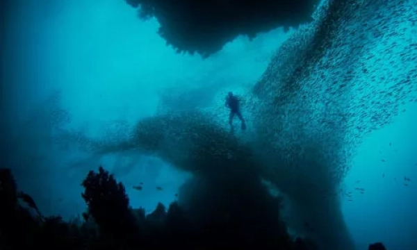 A diver surrounded by a massive school of fish swimming beneath an underwater structure, showcasing the beauty and complexity of marine life.